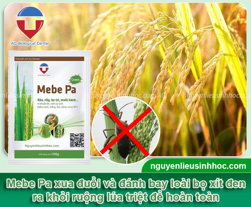 Thuốc trị bọ xít đen hại lúa Mebe Pa hiệu quả nhanh, an toàn