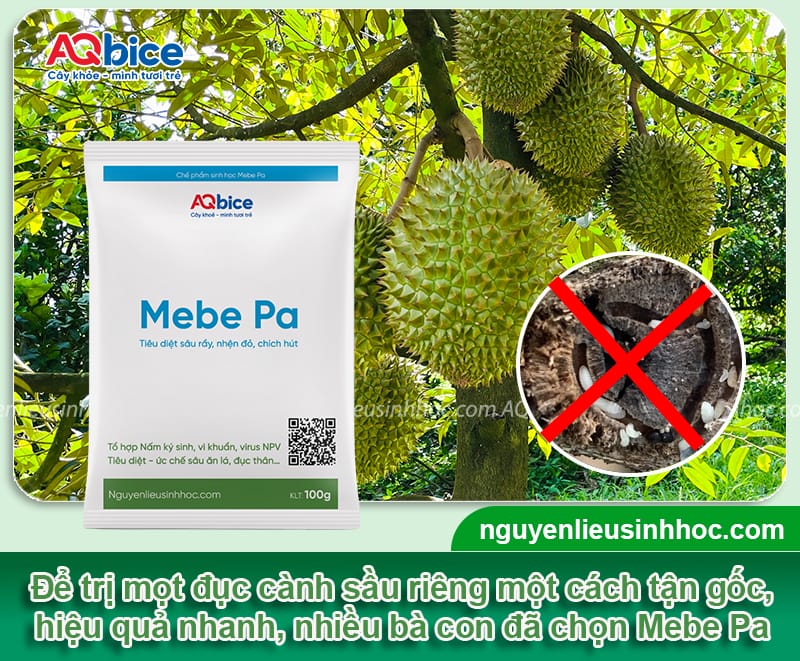 Xử lý triệt để mọt đục cành sầu riêng giúp vườn cây trĩu quả