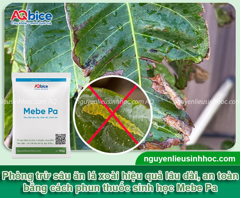Phòng trừ sâu ăn lá xoài hiệu quả nhanh, tiết kiệm chi phí 5 Phòng trừ sâu ăn lá xoài hiệu quả nhanh, tiết kiệm chi phí