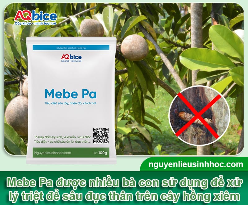 Sâu đục thân cây hồng xiêm: Nguyên nhân & Cách phòng trừ 4 Sâu đục thân cây hồng xiêm: Nguyên nhân &; Cách phòng trừ
