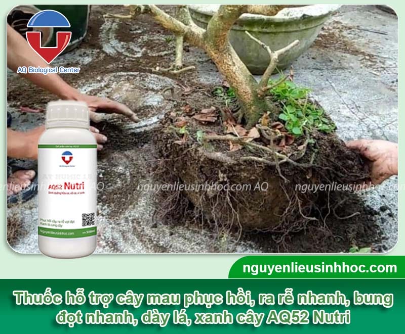 Thuốc phục hồi cây suy yếu AQ52 Nutri ra rễ, vọt đọt, xanh lá