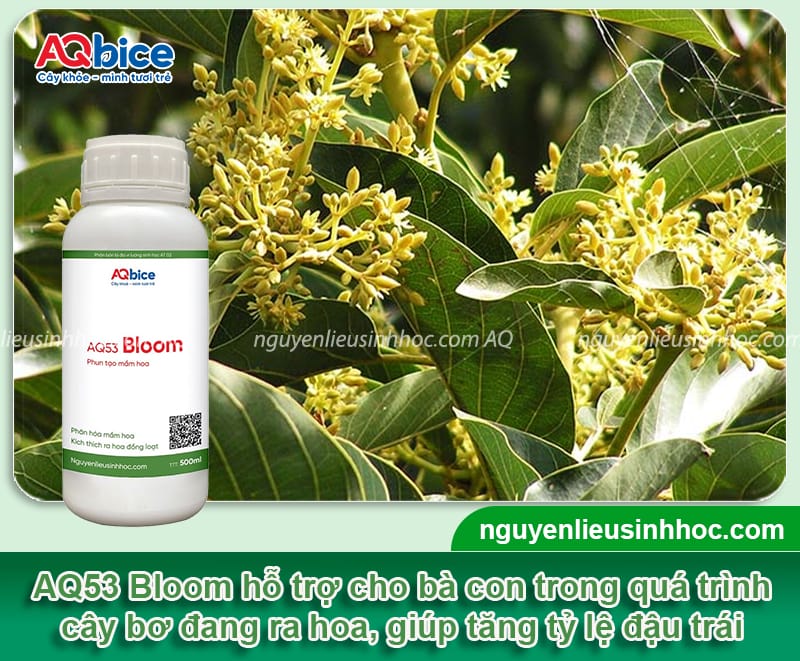 Cách chăm sóc cây bơ khi ra hoa giúp đậu trái, giảm rụng non 2 Cách chăm sóc cây bơ khi ra hoa giúp đậu trái, giảm rụng non