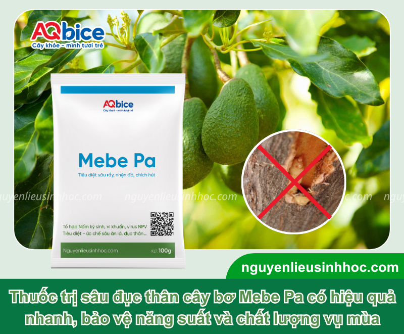 Thuốc trị sâu đục thân bơ Mebe Pa giúp bảo vệ năng suất 