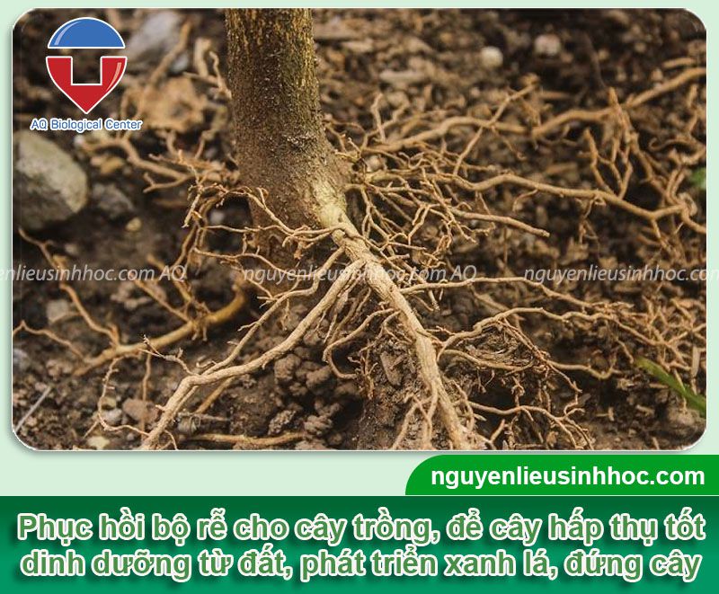 Thuốc phục hồi rễ Be Green phục hồi và tái tạo lại bộ rễ