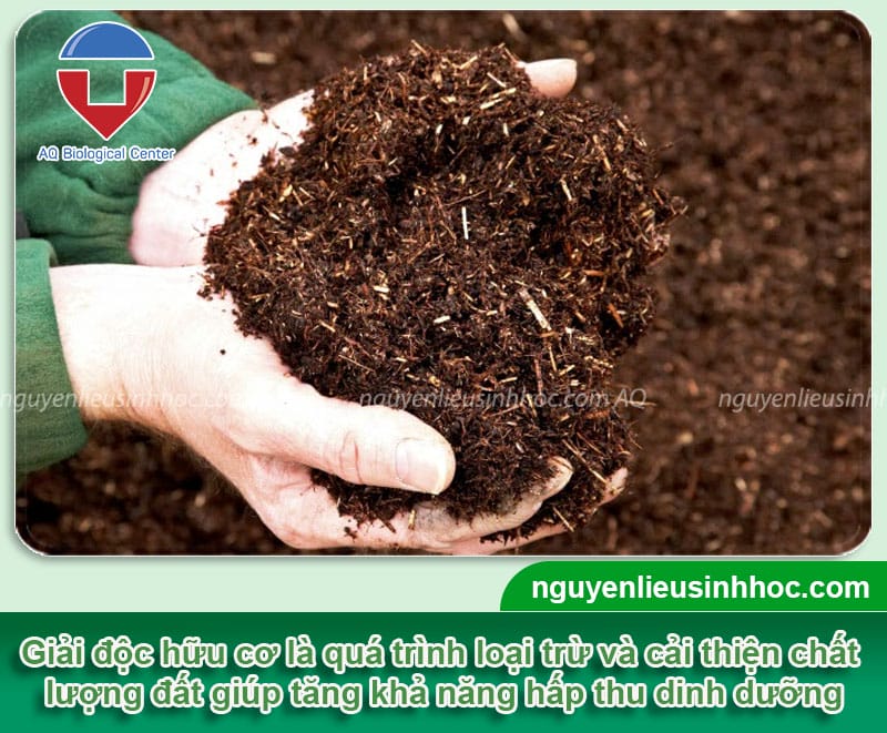 Giải độc hữu cơ cho đất trồng với sản phẩm VI HAF & Bio Soil
