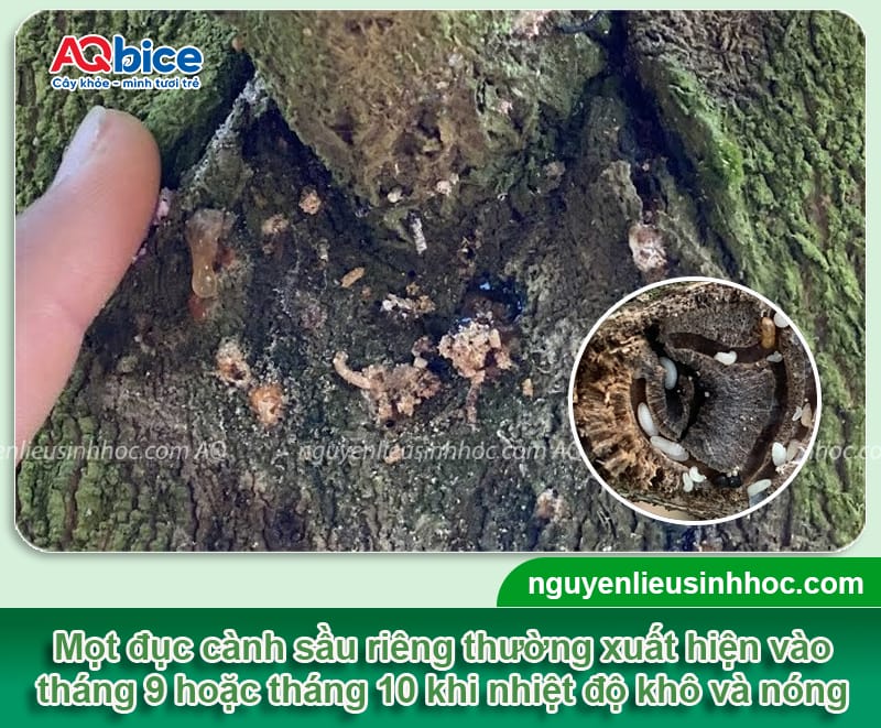 Xử lý triệt để mọt đục cành sầu riêng giúp vườn cây trĩu quả
