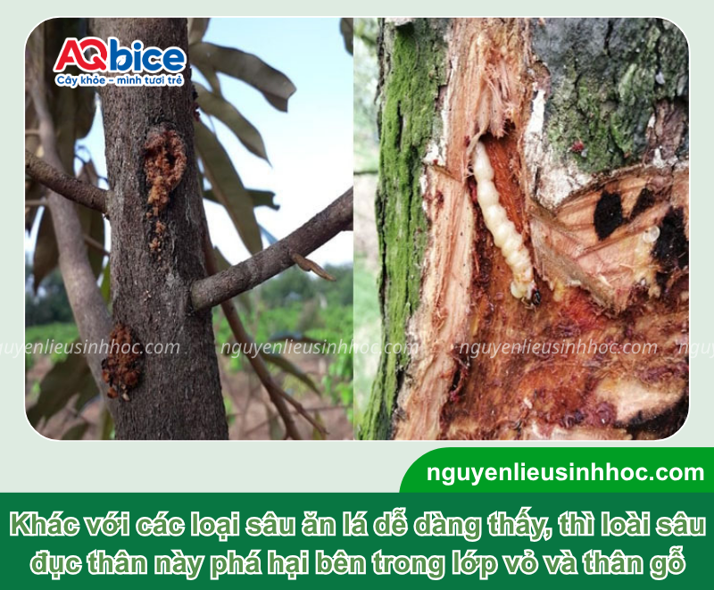 Thuốc trị sâu đục thân bơ Mebe Pa giúp bảo vệ năng suất