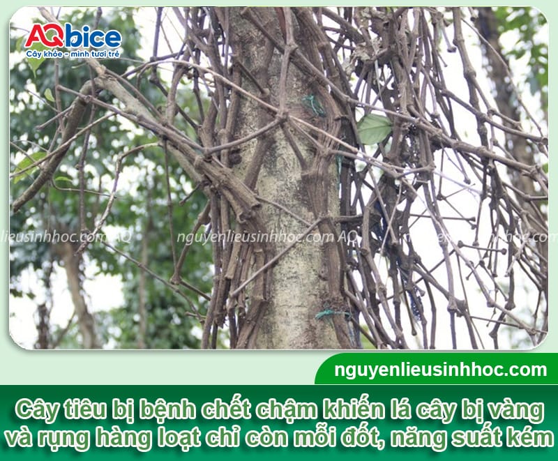 Bệnh chết chậm trên cây tiêu: Nguyên nhân và cách phòng trị