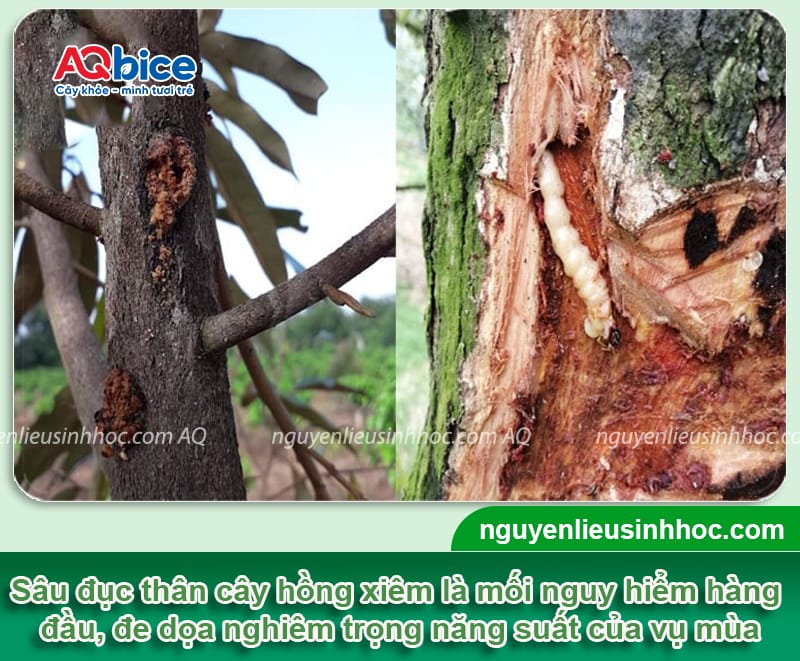 Sâu đục thân cây hồng xiêm: Nguyên nhân & Cách phòng trừ