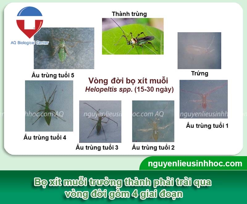 Dấu hiệu nhận biết bọ xít muỗi hại chè và biện pháp điều trị