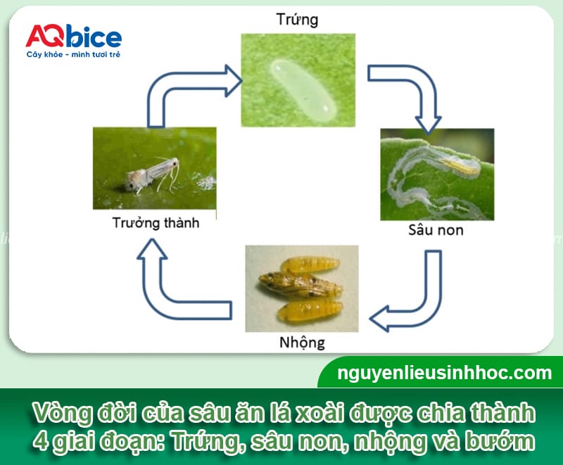 Phòng trừ sâu ăn lá xoài hiệu quả nhanh, tiết kiệm chi phí 2 Phòng trừ sâu ăn lá xoài hiệu quả nhanh, tiết kiệm chi phí
