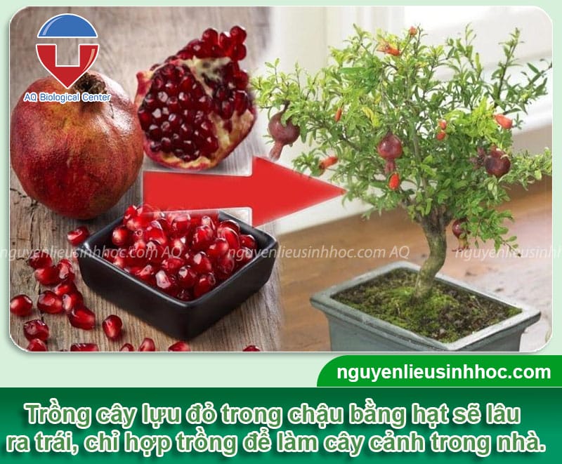 Cách trồng cây lựu đỏ trong chậu đơn giản, dễ dàng thực hiện