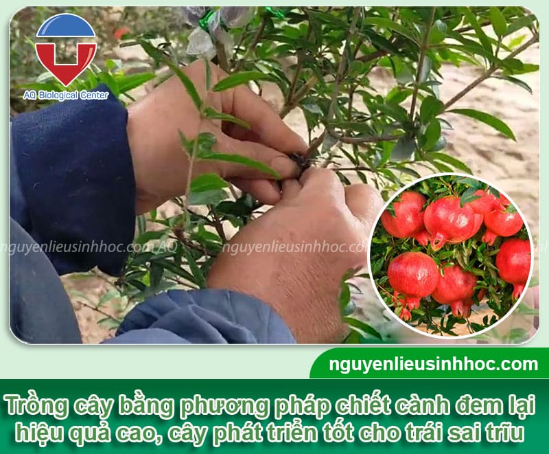 Cách trồng cây lựu đỏ trong chậu đơn giản, dễ dàng thực hiện