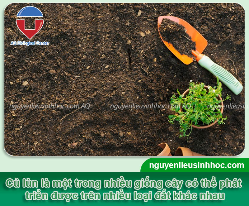 Cách trồng củ lùn tại nhà đơn giản và dễ thực hiện
