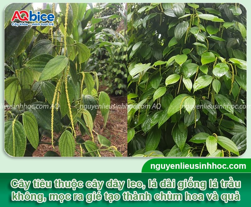 Cách làm bông cho cây tiêu ra đồng loạt, trái đậu đầy cành 2 Cách làm bông cho cây tiêu ra đồng loạt, trái đậu đầy cành