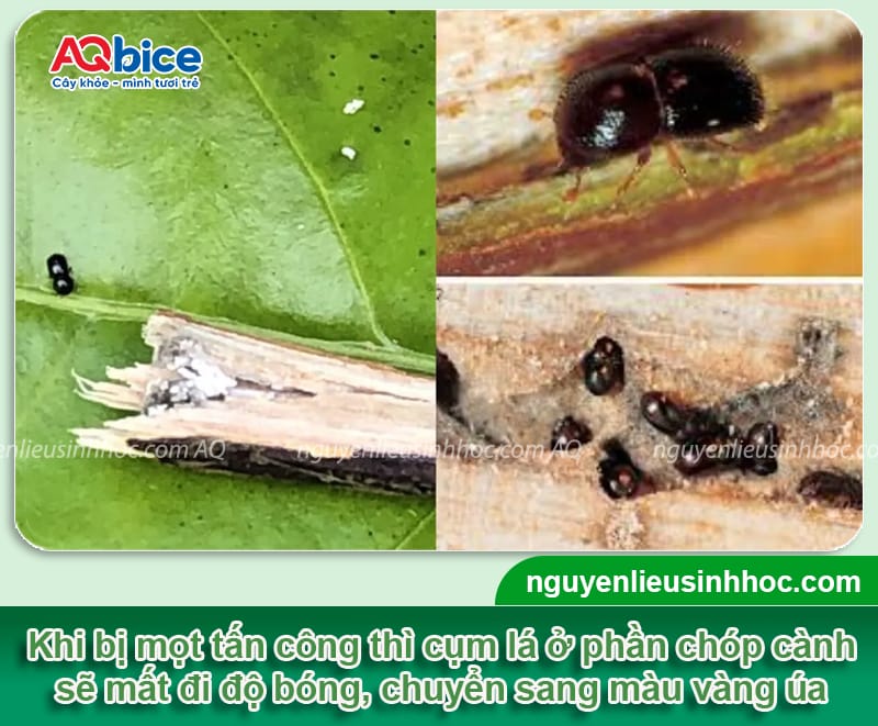 Phòng và đặc trị mọt đục cành cà phê hiệu quả nhanh chóng