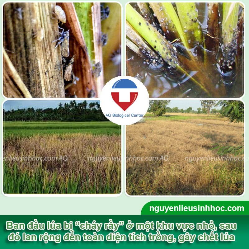 Tiêu diệt rầy nâu hại lúa nhanh gọn với Ola insect in99