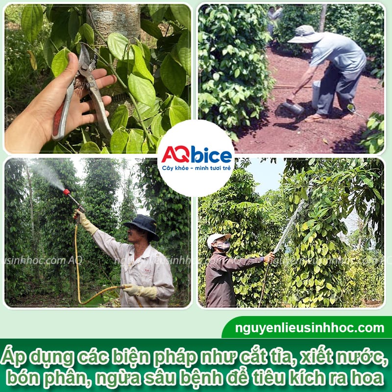 Cách làm bông cho cây tiêu ra đồng loạt, trái đậu đầy cành 4 Cách làm bông cho cây tiêu ra đồng loạt, trái đậu đầy cành