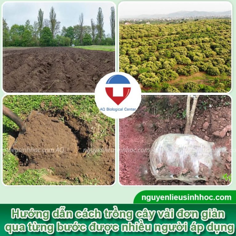 Cách trồng cây vải mau lớn, ra trái đầy cành, ít sâu bệnh