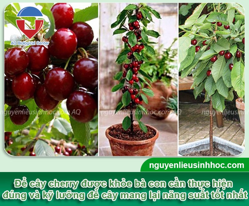 Hướng dẫn cách trồng cây cherry đơn giản, trái ra sai trĩu