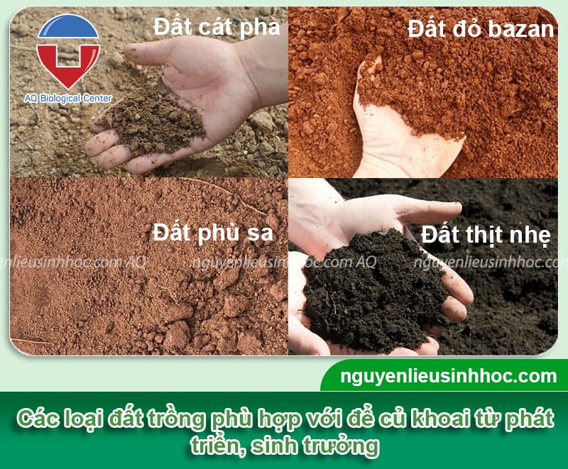 Hướng dẫn cách trồng khoai từ mau thu hoạch, củ nhiều & to