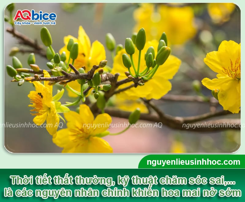 Mai nở sớm phải làm sao? Cách xử lý mai ra hoa đúng Tết