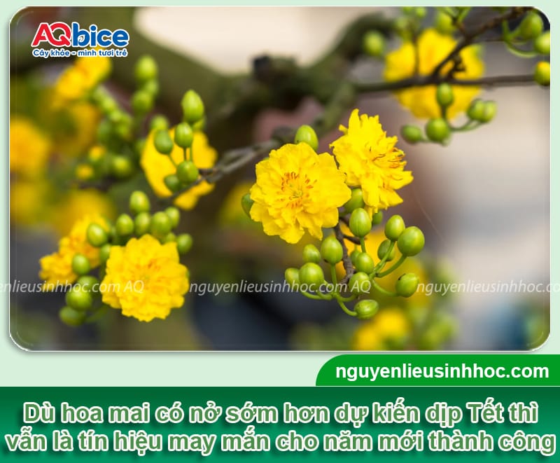 Mai nở sớm phải làm sao? Cách xử lý mai ra hoa đúng Tết