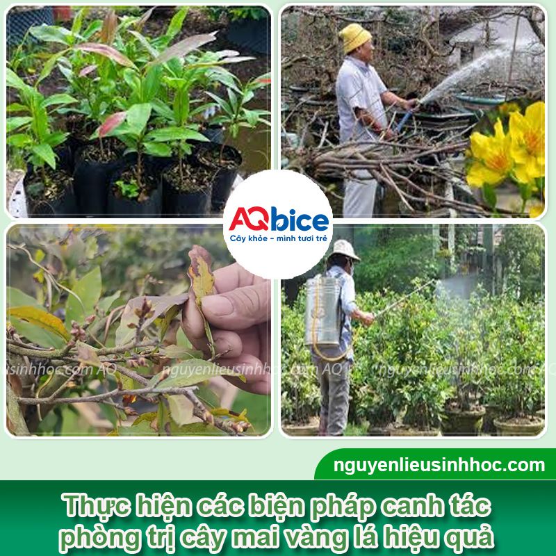 Cách xử lý bệnh cháy lá trên cây mai vàng & Nguyên nhân