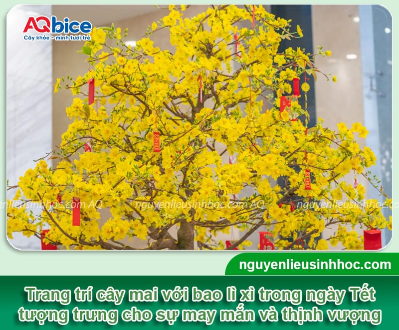 Mai nở sớm phải làm sao? Cách xử lý mai ra hoa đúng Tết