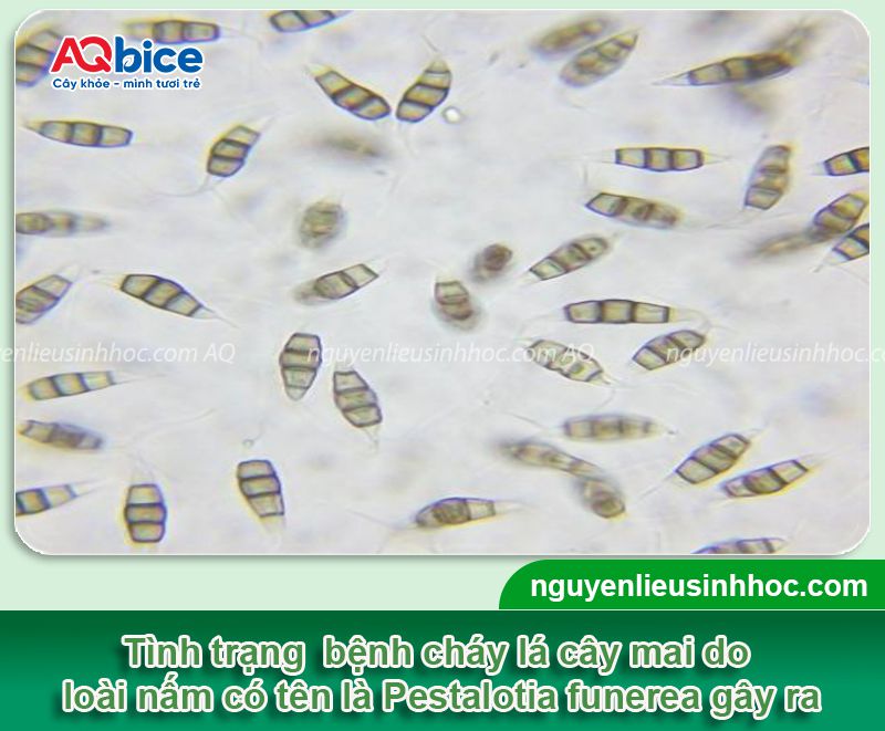 Cách xử lý bệnh cháy lá trên cây mai vàng & Nguyên nhân