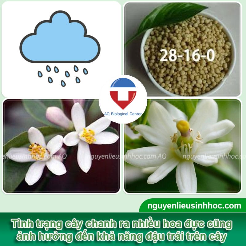 3 lý do khiến cây chanh ra hoa không đậu quả