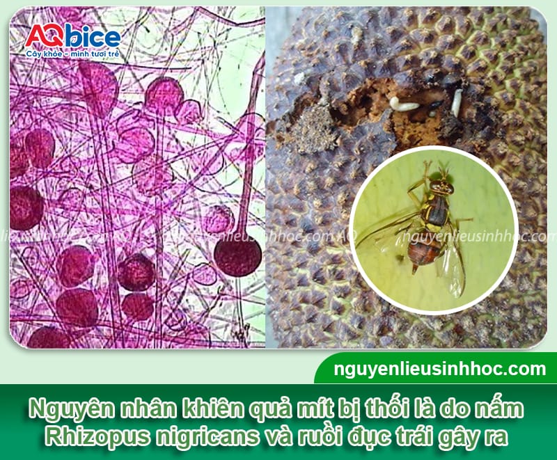 Mít bị thối trái do đâu và Cách xử lý hiệu quả 2 Mít bị thối trái do đâu và Cách xử lý hiệu quả