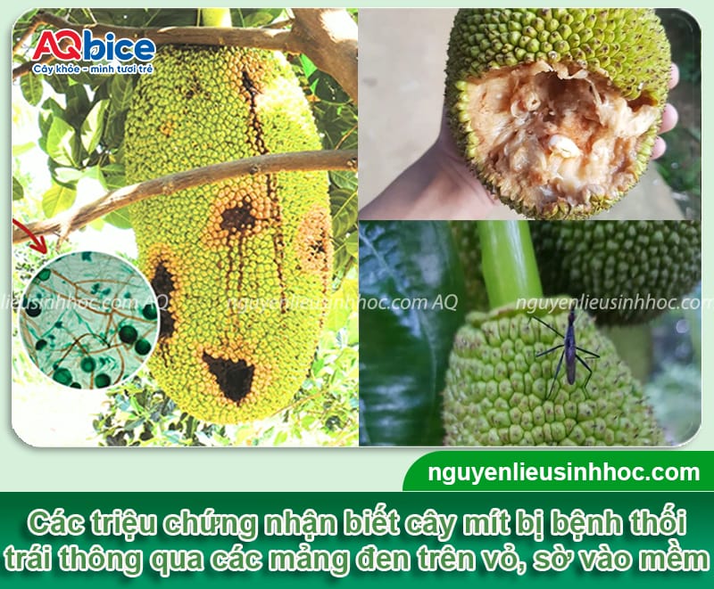Mít bị thối trái do đâu và Cách xử lý hiệu quả 3 Mít bị thối trái do đâu và Cách xử lý hiệu quả