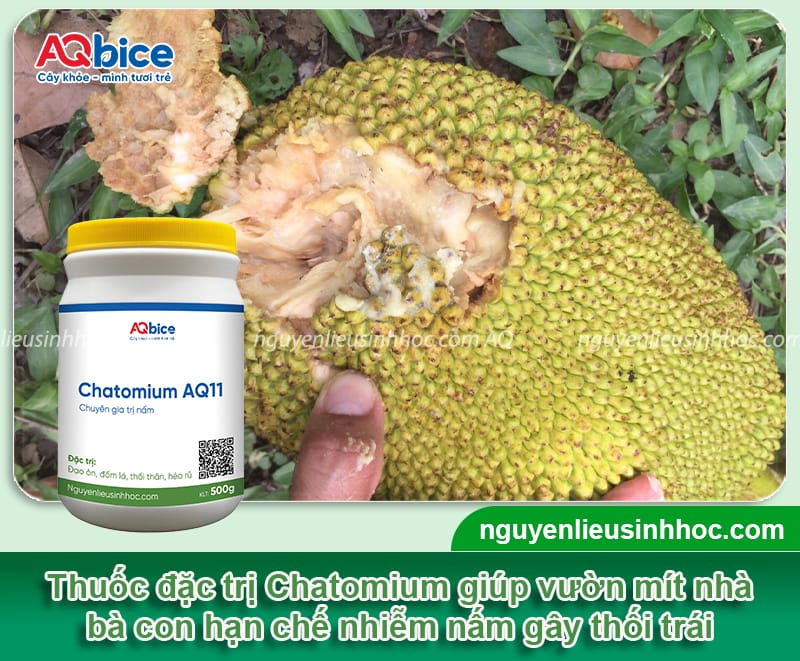 Mít bị thối trái do đâu và Cách xử lý hiệu quả 5 Mít bị thối trái do đâu và Cách xử lý hiệu quả