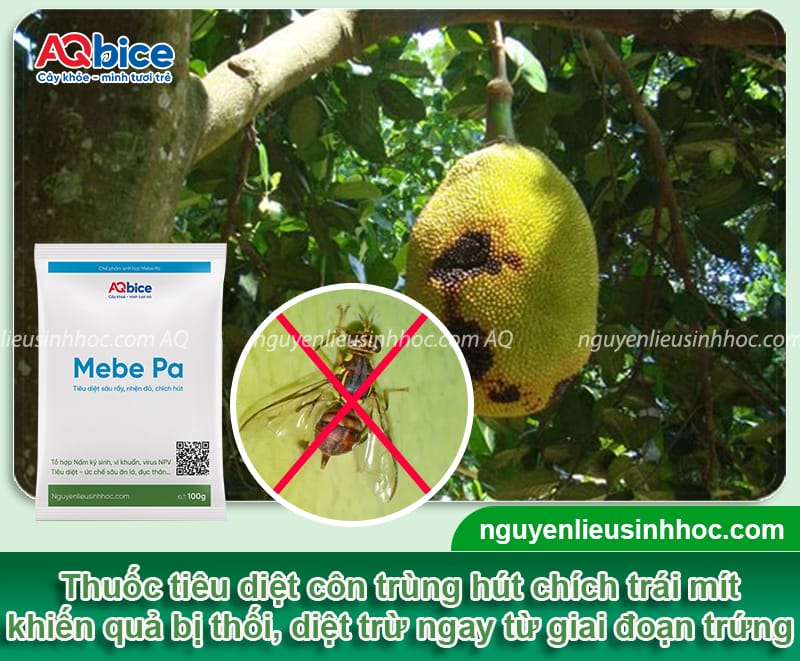 Mít bị thối trái do đâu và Cách xử lý hiệu quả 6 Mít bị thối trái do đâu và Cách xử lý hiệu quả