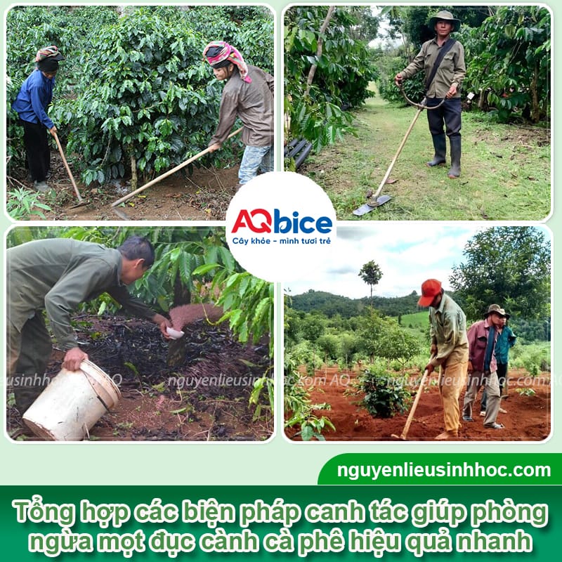 Phòng và đặc trị mọt đục cành cà phê hiệu quả nhanh chóng