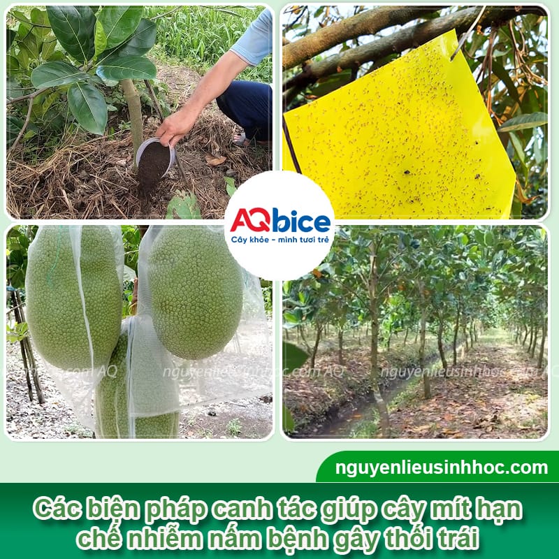 Mít bị thối trái do đâu và Cách xử lý hiệu quả 4 Mít bị thối trái do đâu và Cách xử lý hiệu quả
