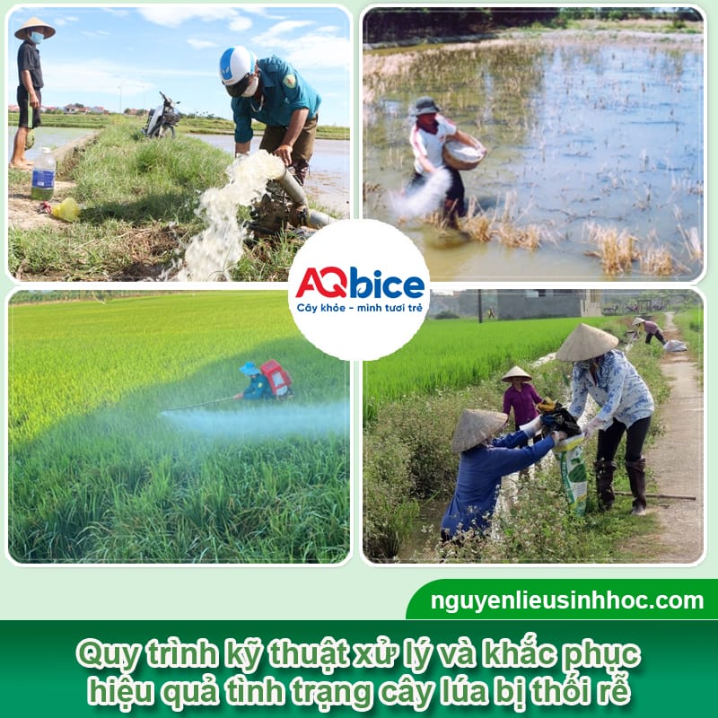 Lúa bị thối rễ: Nguyên nhân và Cách xử lý hiệu quả nhất 3 Lúa bị thối rễ: Nguyên nhân và Cách xử lý hiệu quả nhất