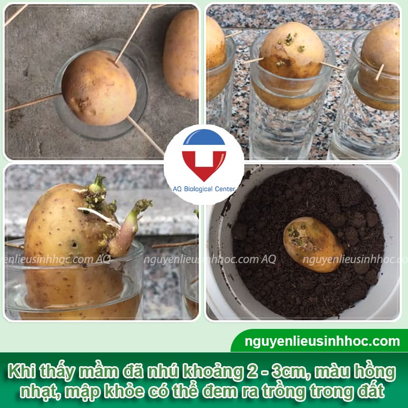 Hướng dẫn cách trồng khoai tây trong nước nhanh nảy mầm