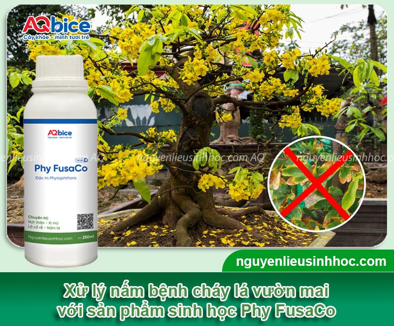 Cách xử lý bệnh cháy lá trên cây mai vàng & Nguyên nhân