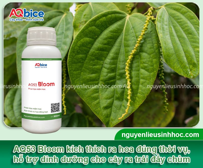 Cách làm bông cho cây tiêu ra đồng loạt, trái đậu đầy cành 5 Cách làm bông cho cây tiêu ra đồng loạt, trái đậu đầy cành