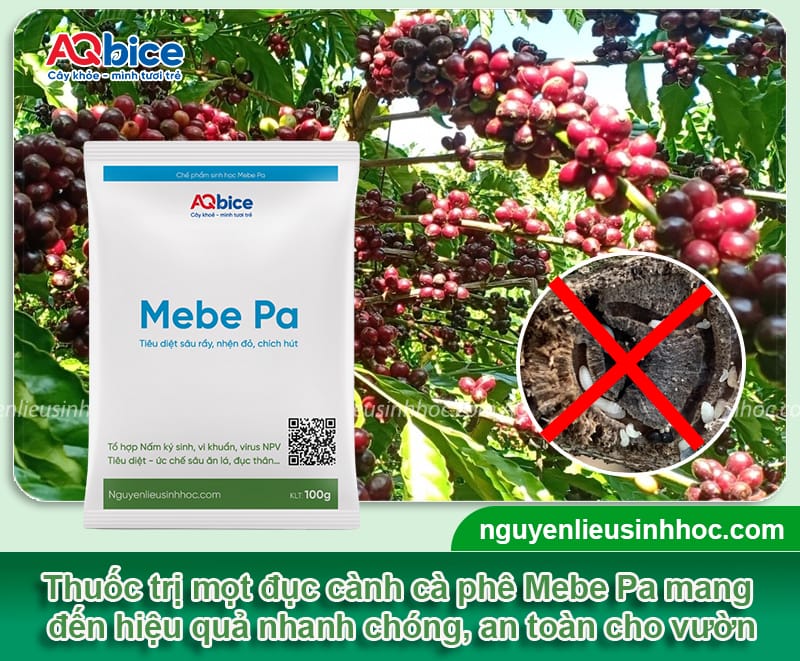 Phòng và đặc trị mọt đục cành cà phê hiệu quả nhanh chóng