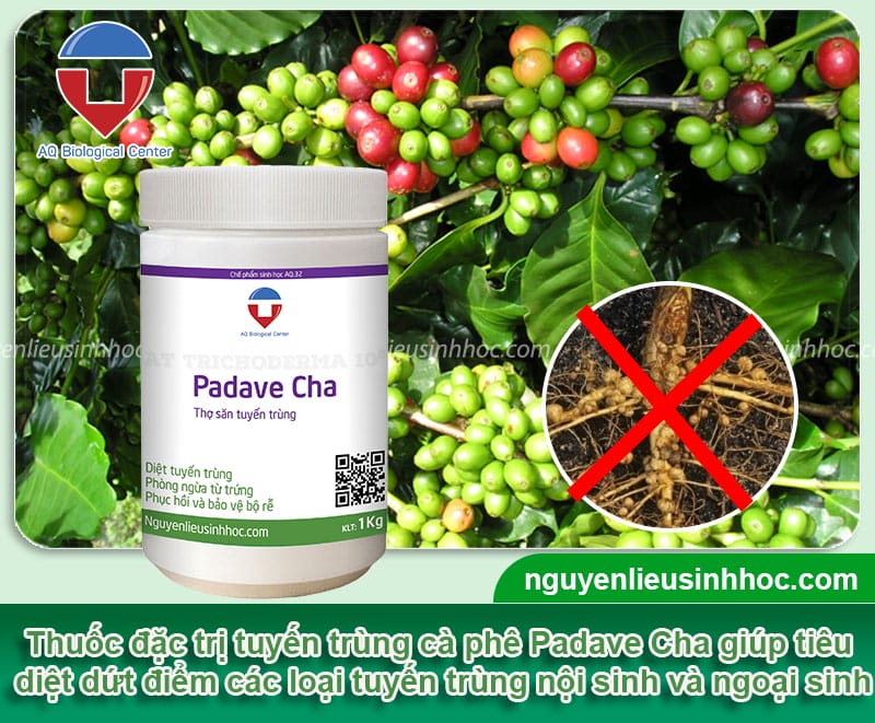 Thuốc trị tuyến trùng rễ cà phê có hiệu quả nhanh Padave Cha