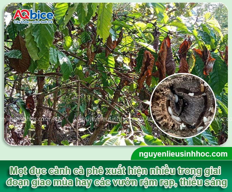 Phòng và đặc trị mọt đục cành cà phê hiệu quả nhanh chóng
