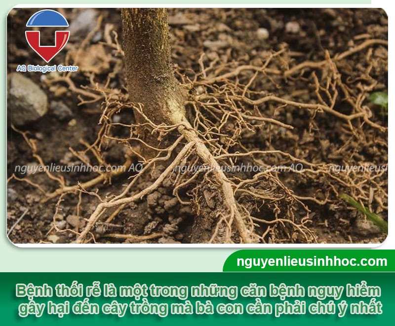 Tìm hiểu về bệnh thối rễ: Nguyên nhân và phòng trừ