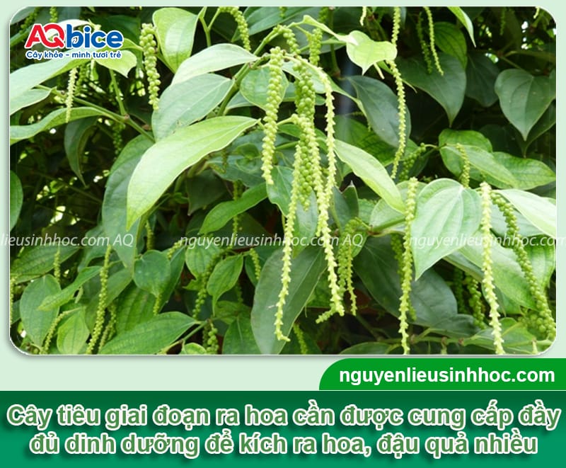 Cách làm bông cho cây tiêu ra đồng loạt, trái đậu đầy cành