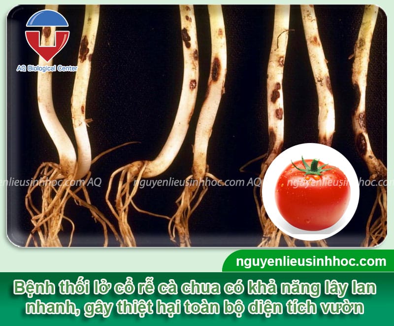 Bệnh lở cổ rễ cà chua do đâu và Cách phòng trừ tận gốc