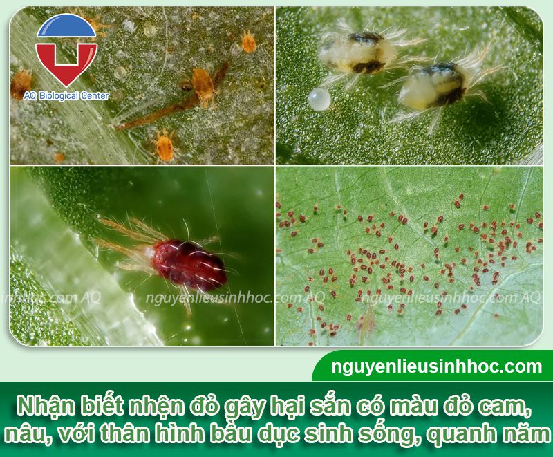 Nhận biết và phòng trừ nhện đỏ hại sắn hiệu quả, an toàn