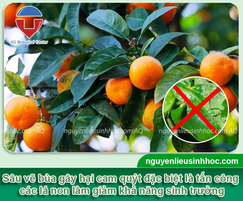 Phòng trừ sâu vẽ bùa gây hại ở cây cam quýt hiệu quả