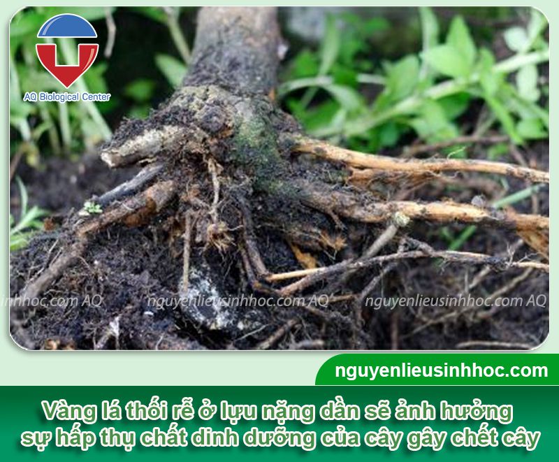 Phòng trừ cây lựu bị thối rễ vàng lá hiệu quả, an toàn